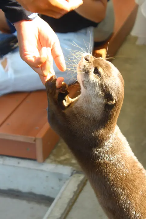 八景島シーパラダイス　アニマルパフォーマンス～ふれンDo！タイム～　カワウソ