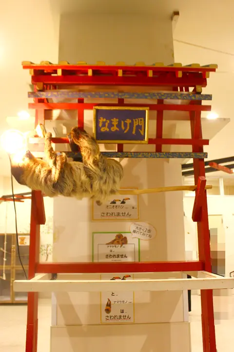 アニタッチ　みなとみらい店　ナマケモノ展示　なまけ門