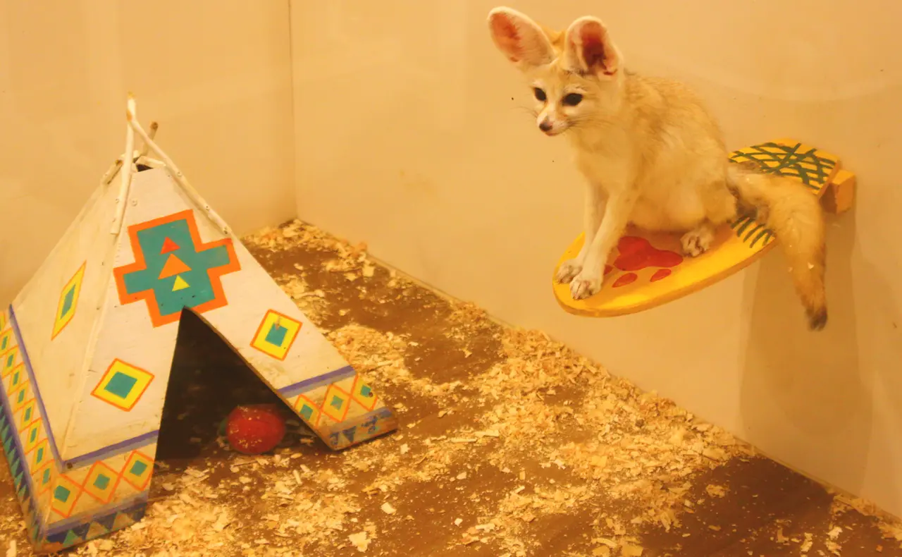 アニタッチ　みなとみらい店　フェネックのおうち