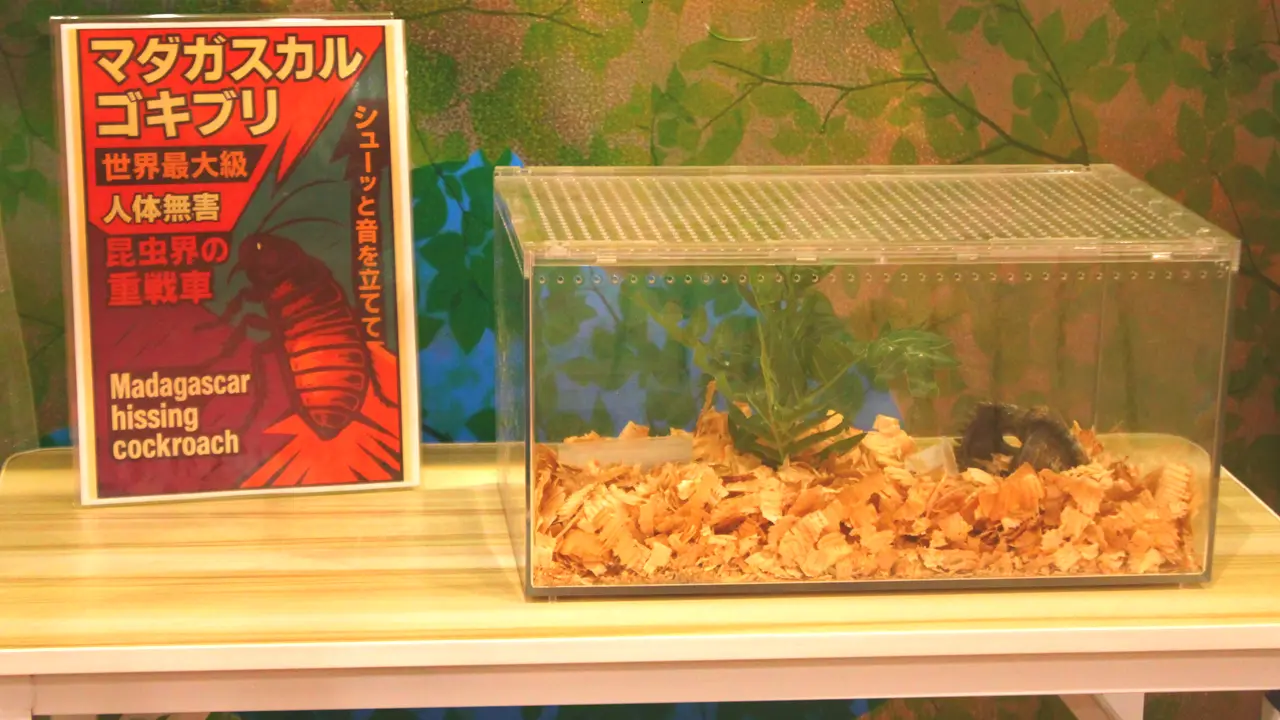 アニタッチ　みなとみらい店　マダガスカルゴキブリ