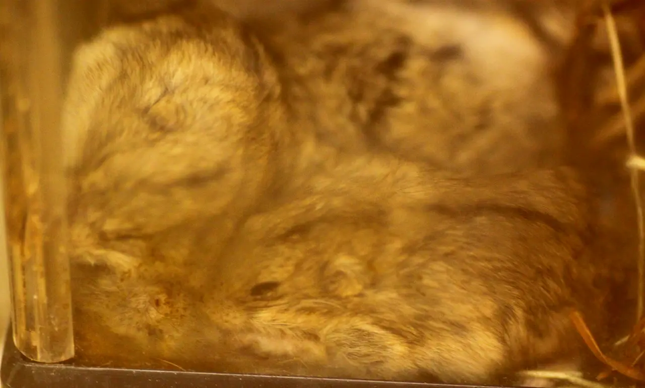 アニタッチ みなとみらい店 ステップレミング