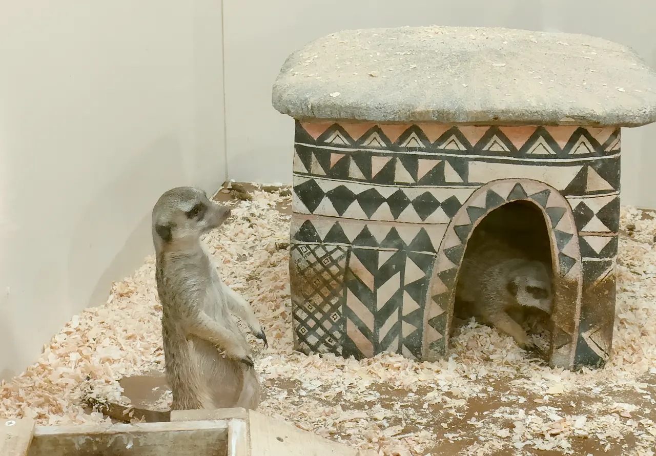 アニタッチ　みなとみらい　ミーアキャットのおうち