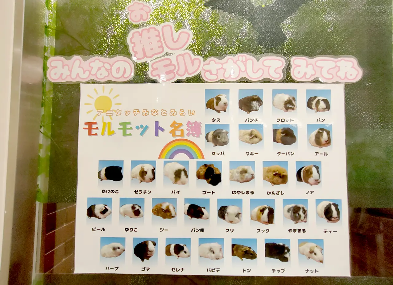 アニタッチ　みなとみらい　モルモット一覧