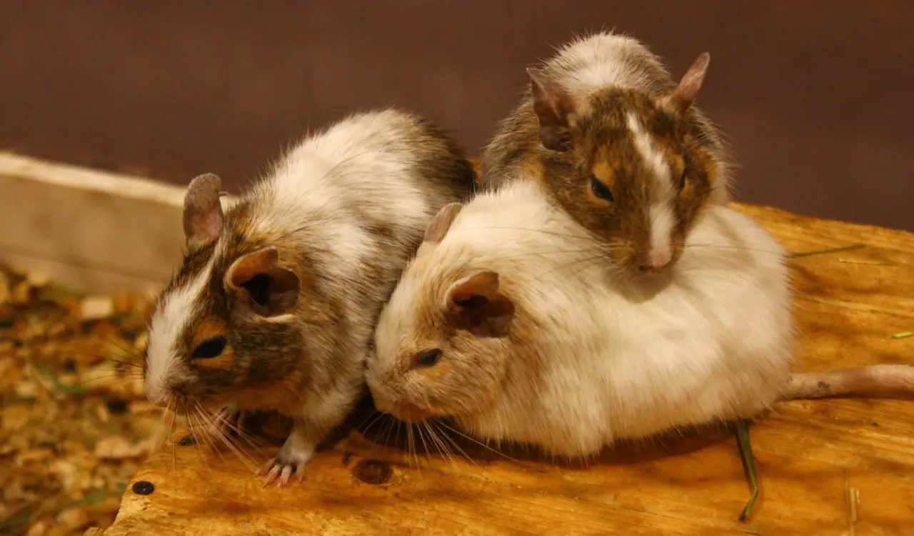 アニタッチ みなとみらい店 デグー