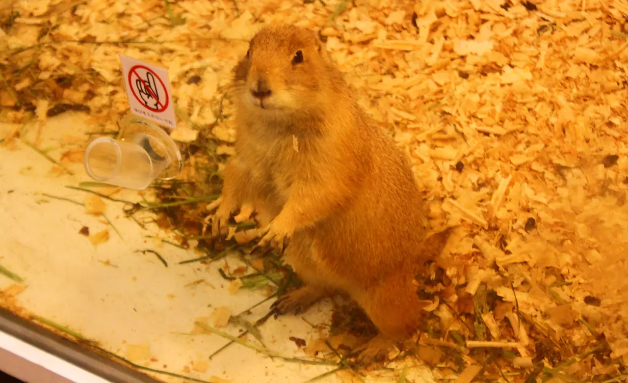 アニタッチ　みなとみらい店　プレーリードッグ