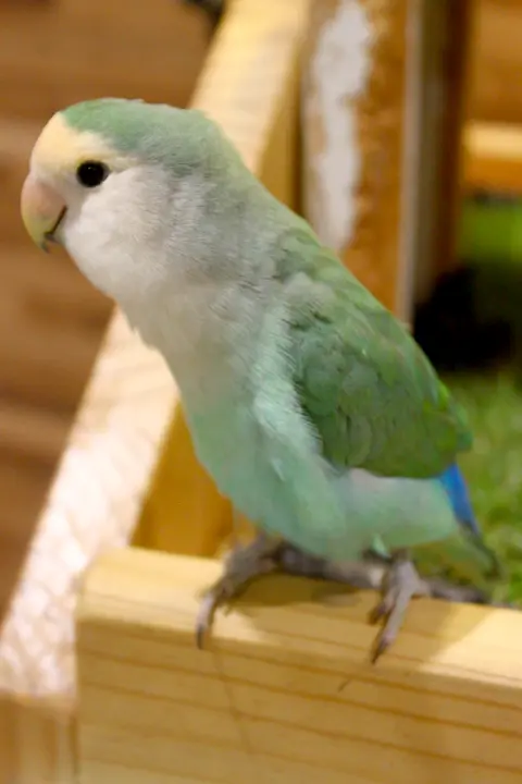 アニタッチ　アクアシティお台場　コザクラインコ