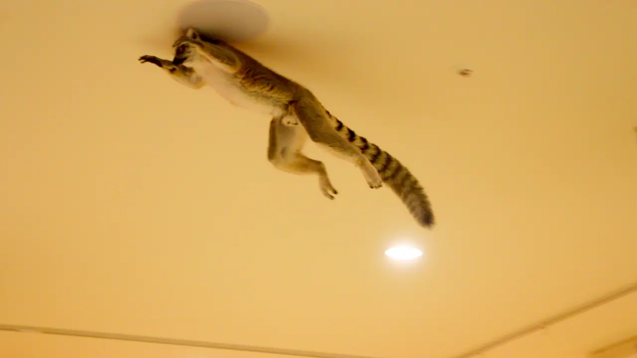 アニタッチ　アクアシティお台場　ワオキツネザルの大ジャンプ