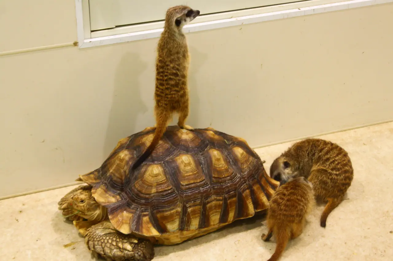 アニタッチ　アクアシティお台場　リクガメとミーアキャットのコラボ