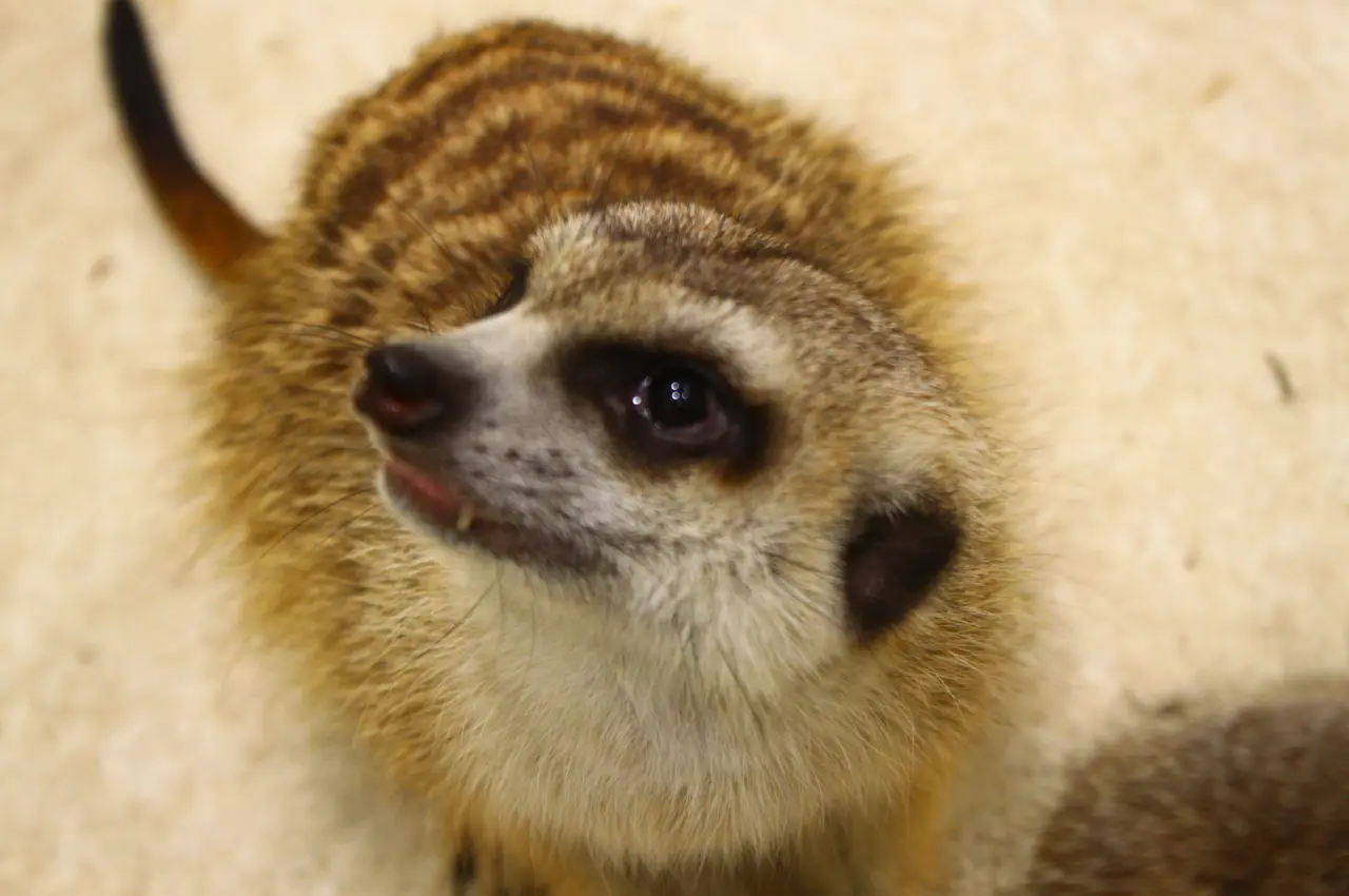 アニタッチ　アクアシティお台場　ミーアキャットを間近で観察