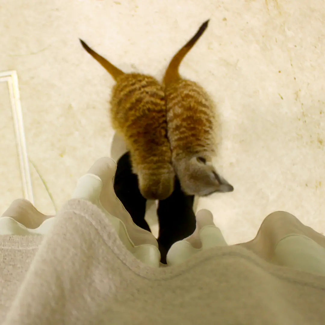 アニタッチ アクアシティお台場 ミーアキャット足元写真