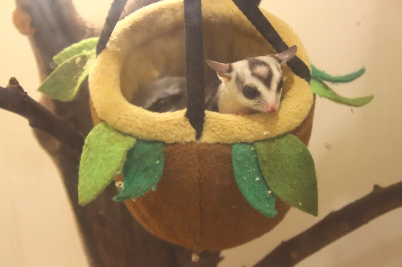 アニタッチ　アクアシティお台場　フクロモモンガ