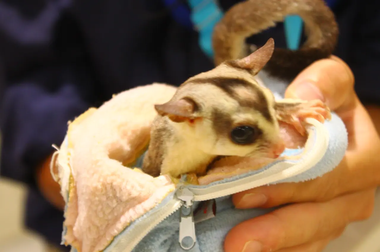 アニタッチ アクアシティお台場 フクロモモンガふれあいタイム