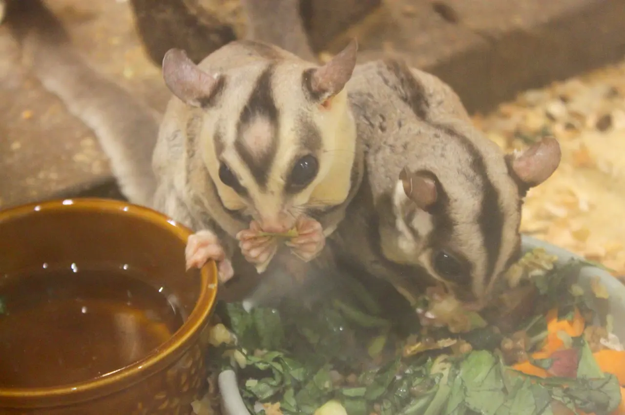 アニタッチ　アクアシティお台場　フクロモモンガ　お食事タイム