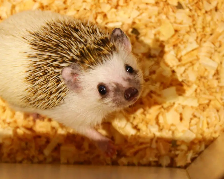 アニタッチ　イオンオール太田　ハリネズミ