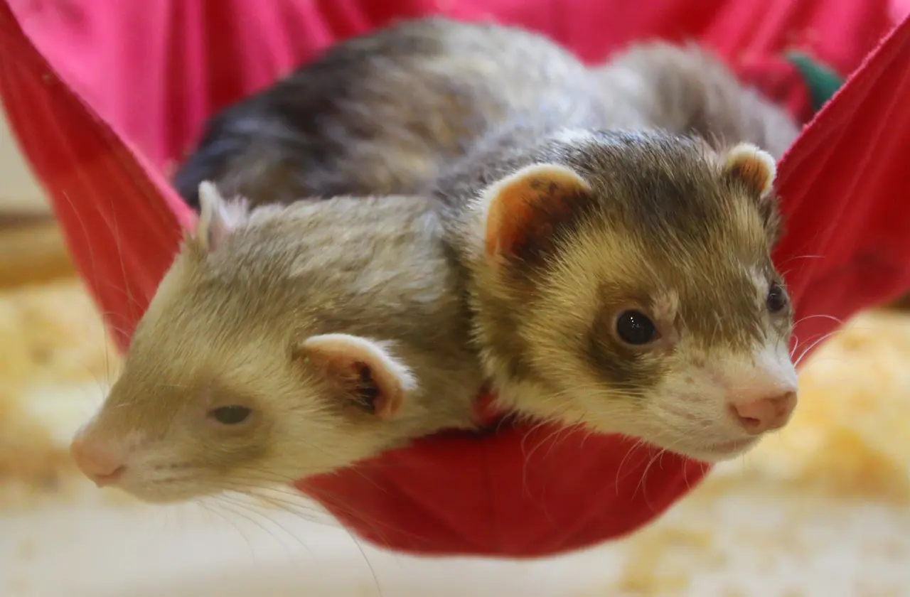 アニタッチ　イオンオール太田　フェレット