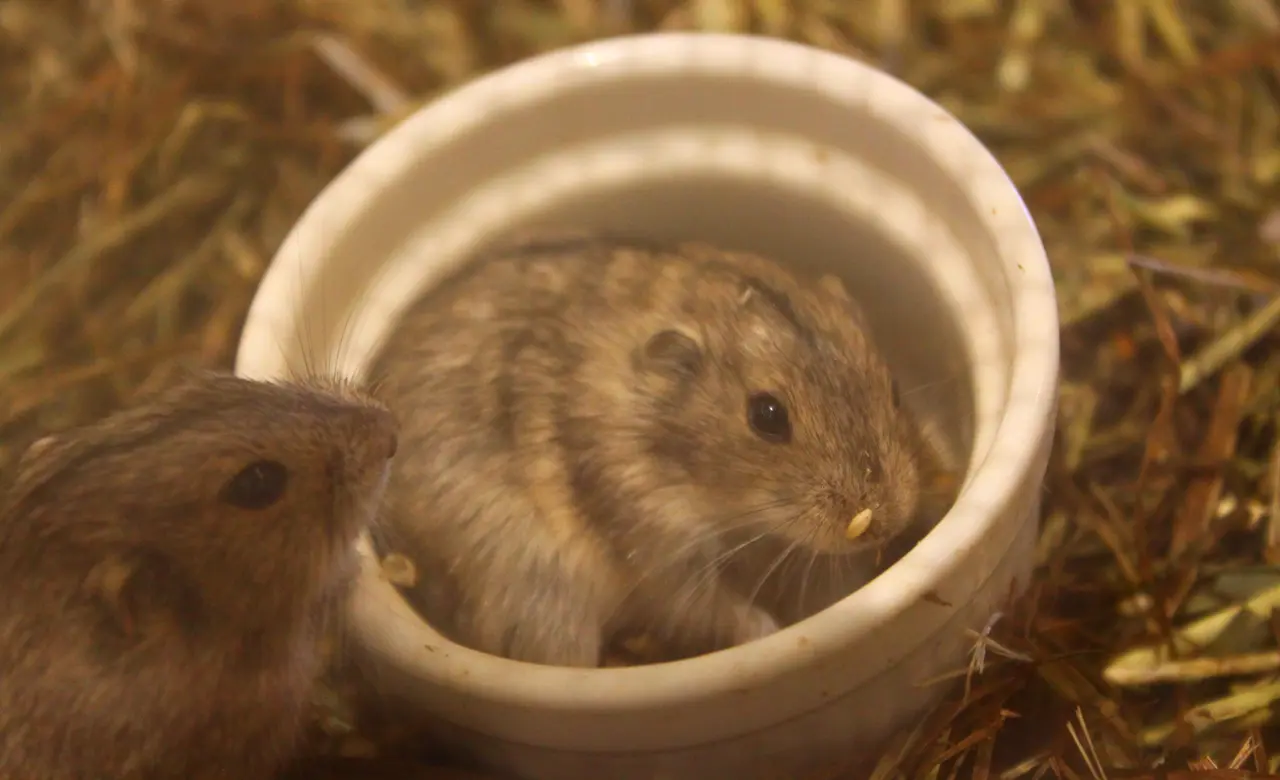 アニタッチ　イオンオール太田　ステップレミング