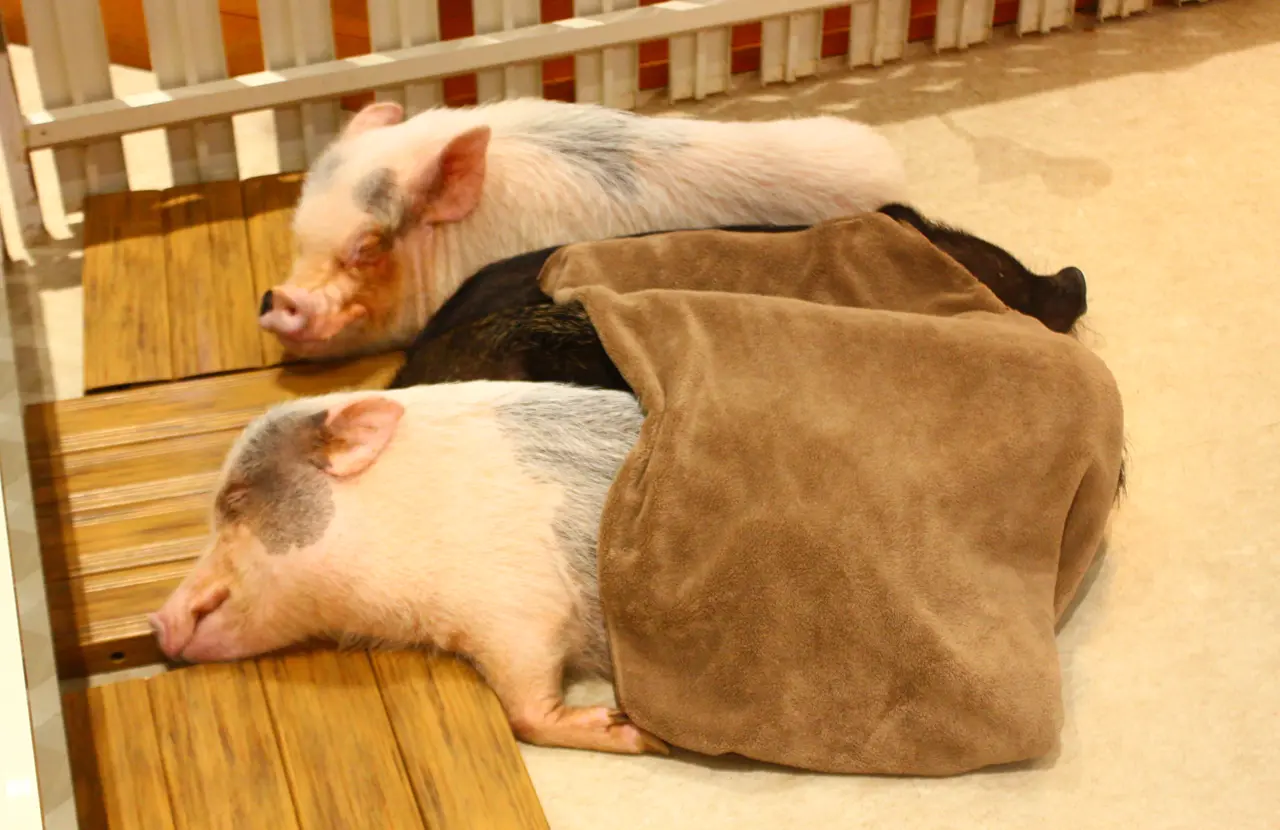 アニタッチ　イオンオール太田　マイクロブタ