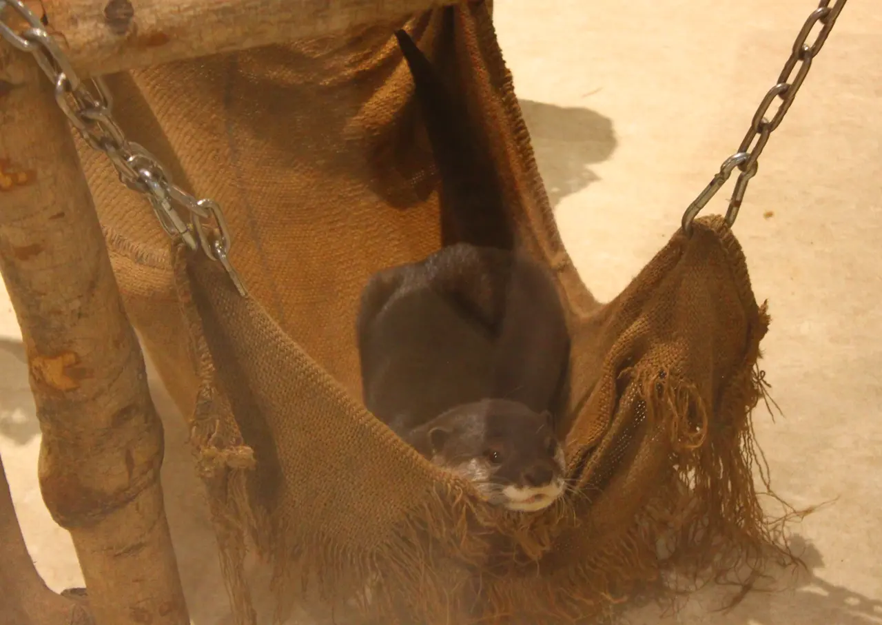 アニタッチ　イオンオール太田　コツメカワウソ