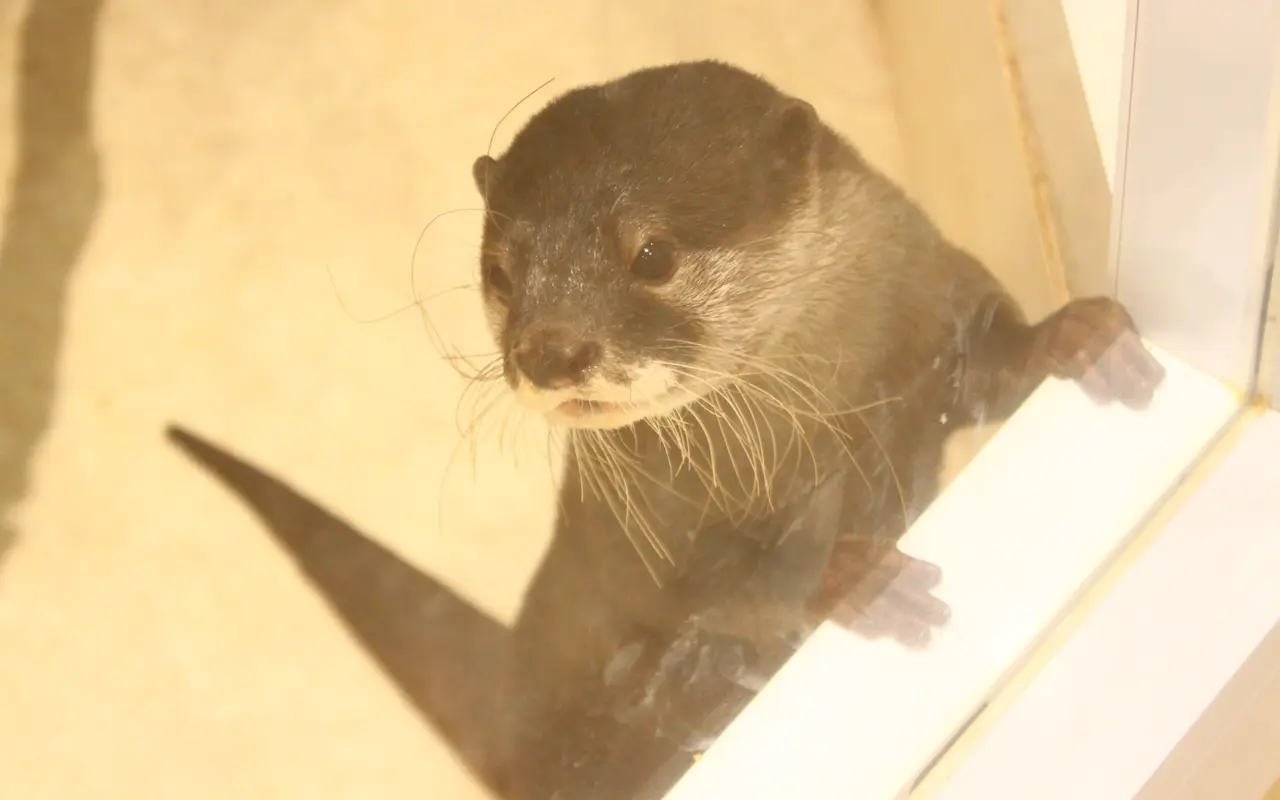 アニタッチ　イオンオール太田　コツメカワウソ