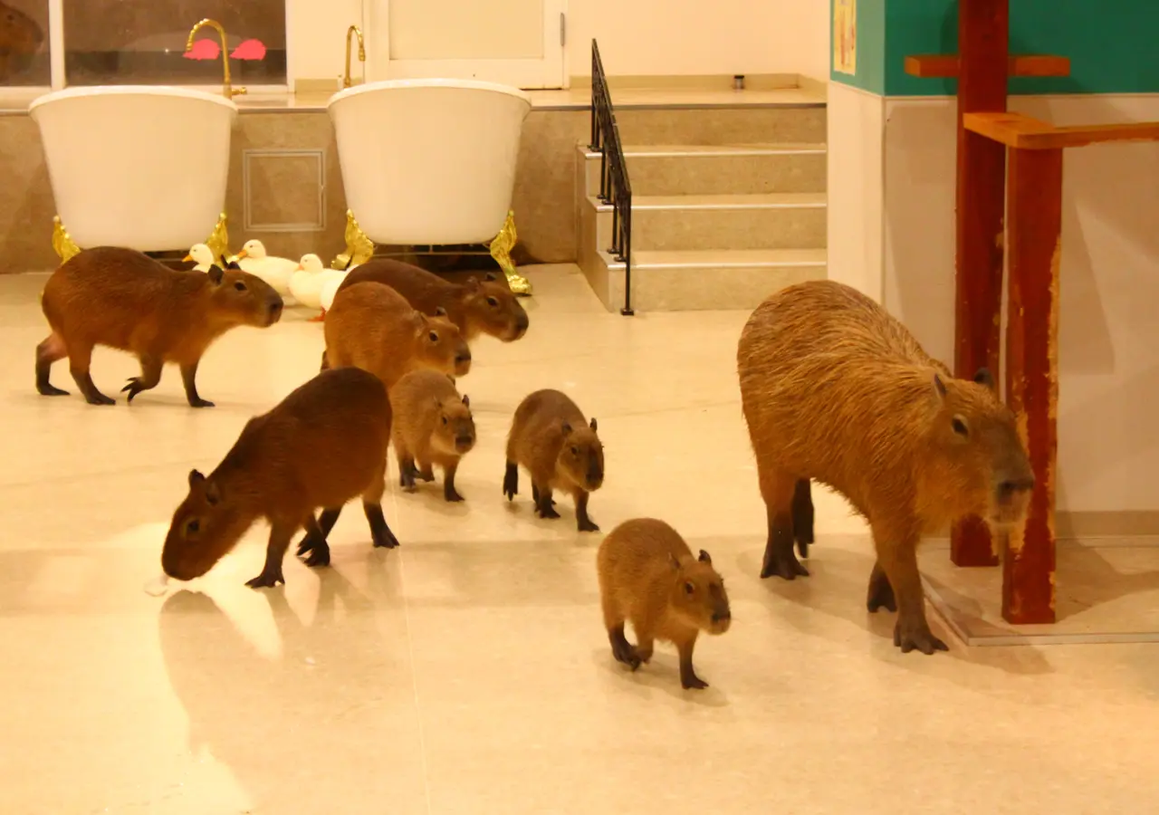 アニタッチ　イオンオール太田　カピバラの親子連れ