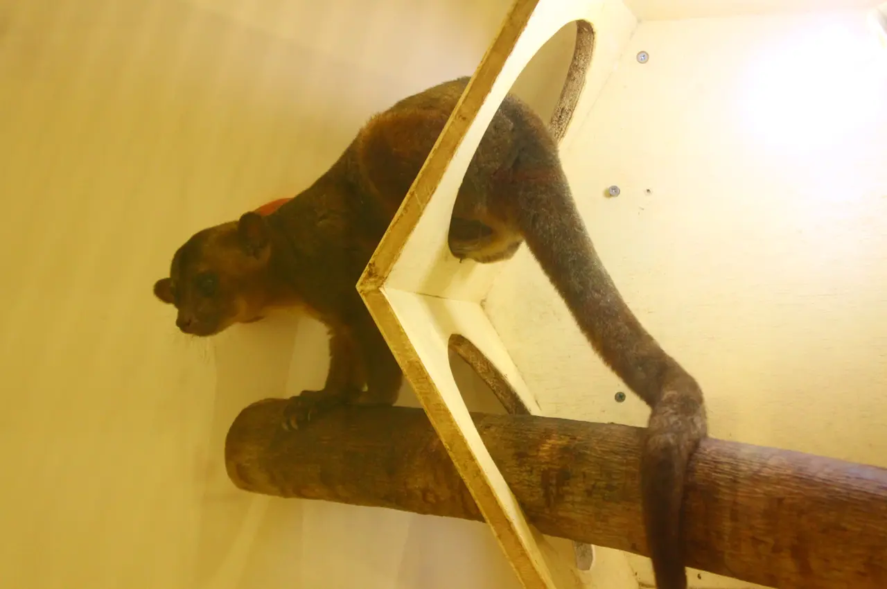 アニタッチ　イオンオール太田　キンカジュー