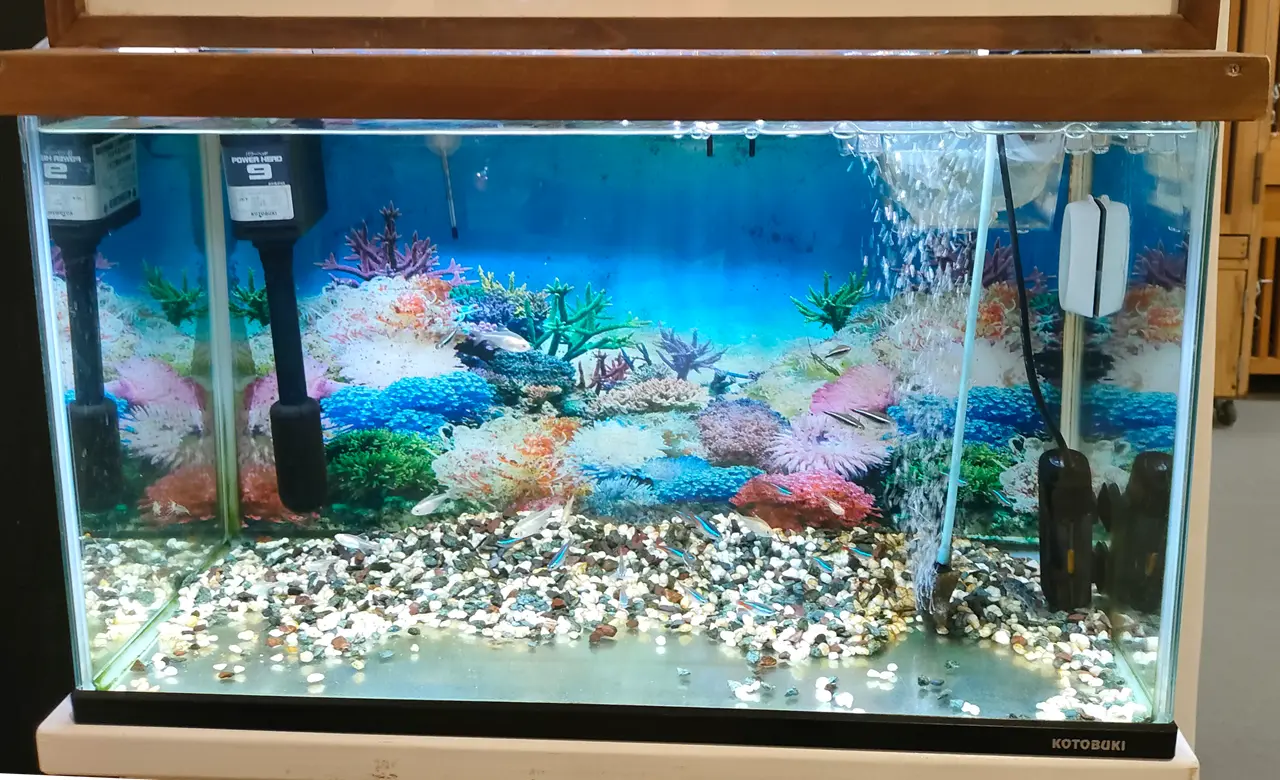 アニタッチイオンモール太田　魚