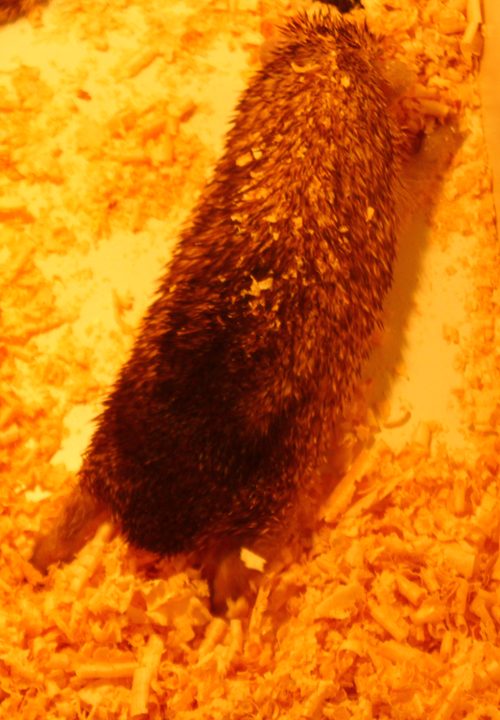 アニタッチイオンモール太田店　ヒメハリテンレック