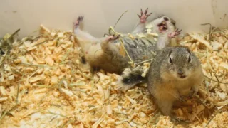 アニタッチイオンモール太田店　リチャードソンジリス