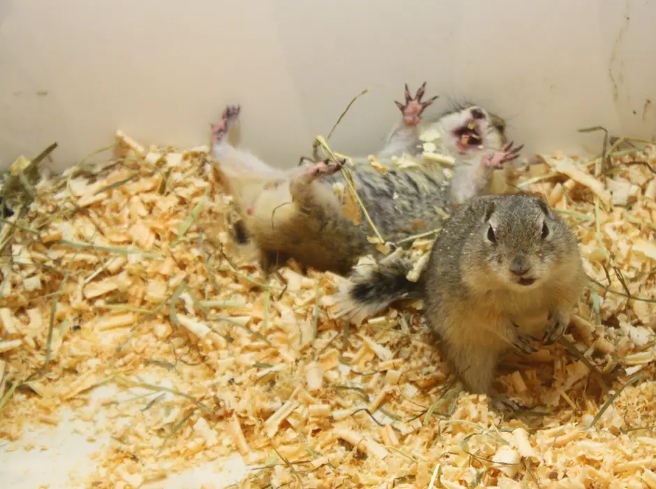 アニタッチイオンモール太田店 リチャードソンジリス