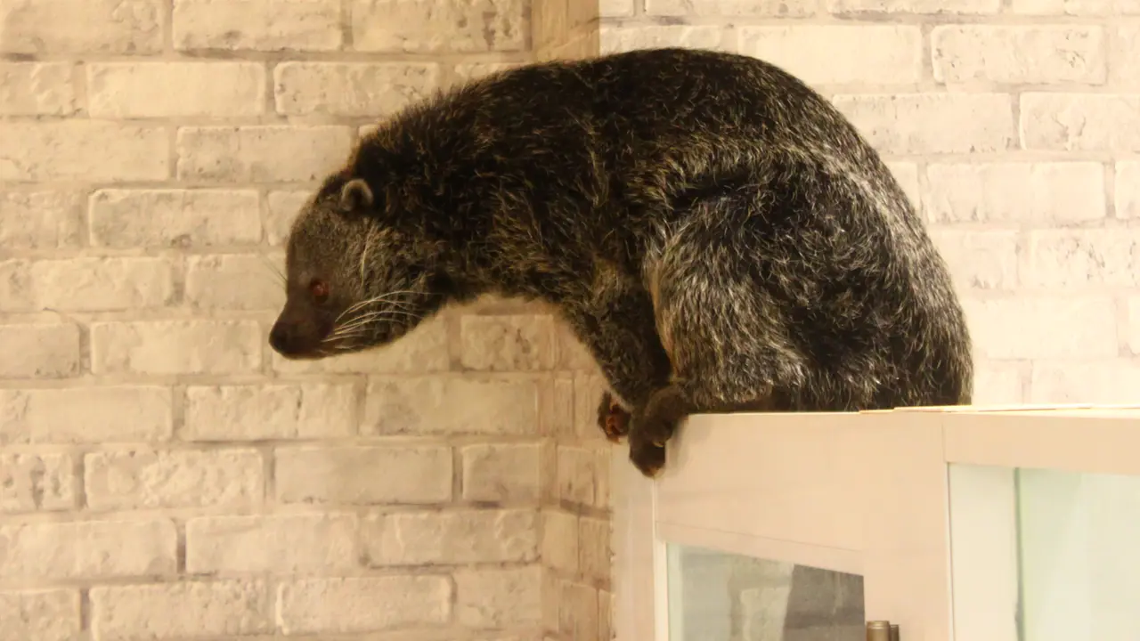 アニタッチ　東京ドームシティ店　ビントロング