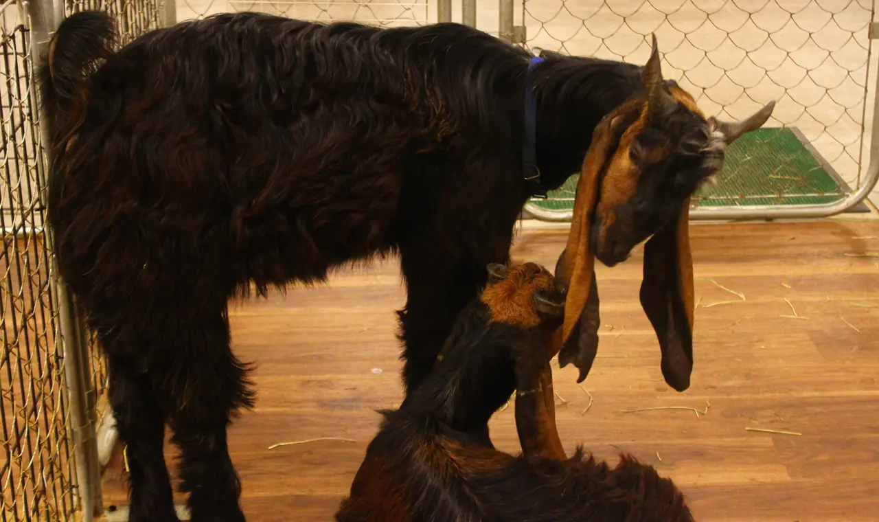 アニタッチ　東京ドームシティ店　ミミナガヤギ