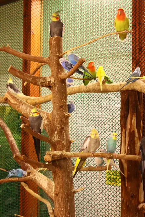 アニタッチ　東京ドームシティ店　バードパラダイス　セキセイインコ