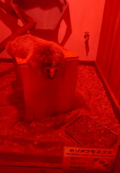 アニタッチ　東京ドームシティ店　夜行性動物エリア　ホソオクモネズミ