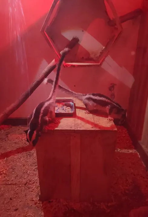 アニタッチ　東京ドームシティ店　夜行性動物エリア　フクロシマリス