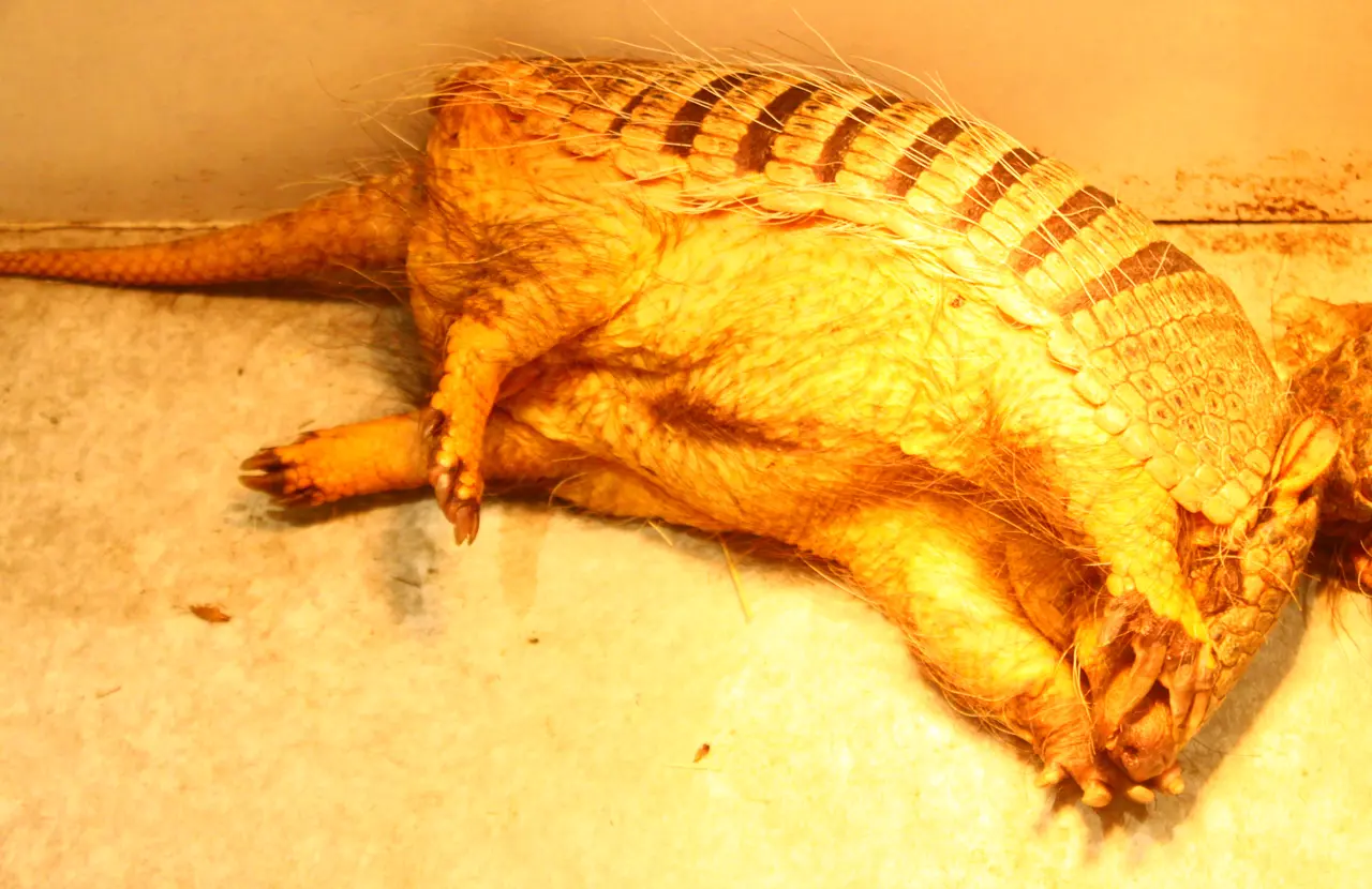 アニタッチ東京ドームシティ店　アルマジロ