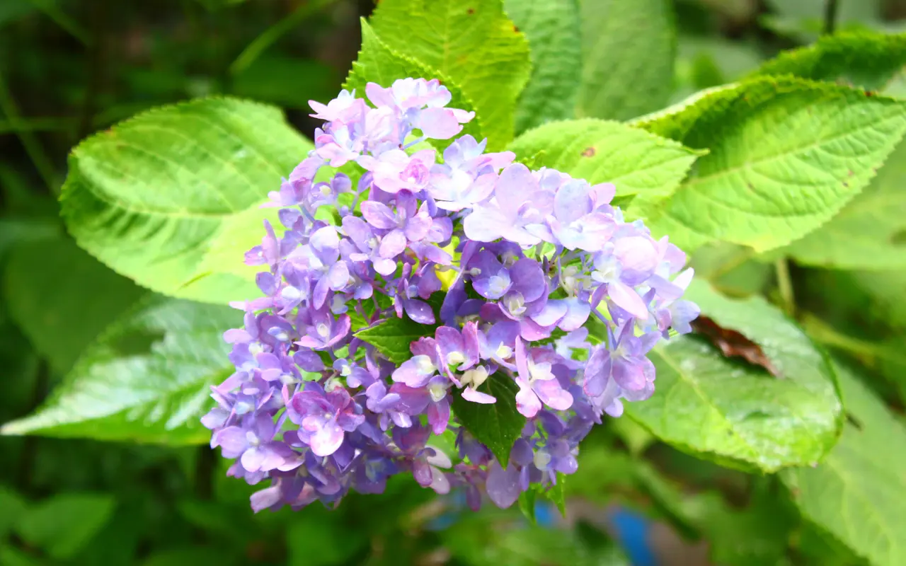 ぐんまこどもの国 山頂遊歩道に咲くアジサイ