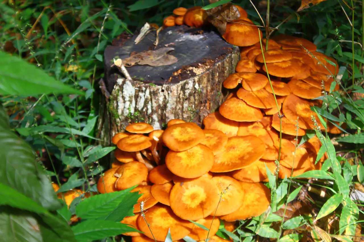 ぐんまこどもの国　自然ふれあいゾーン　花木園　キノコ