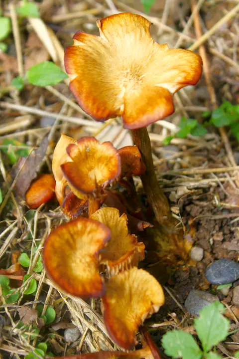 ぐんまこどもの国　自然ふれあいゾーン　クローバーみたいなキノコ