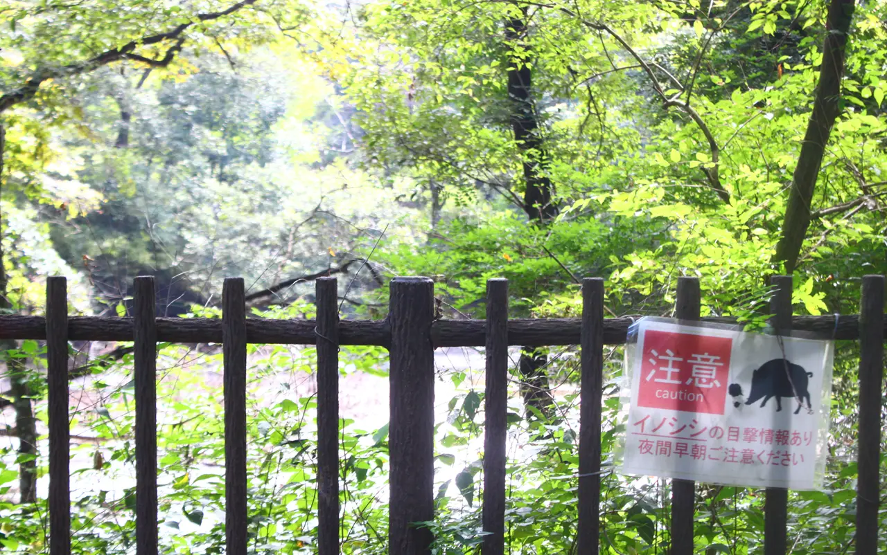 ぐんまこどもの国　自然ふれあいゾーン　イノシシ注意