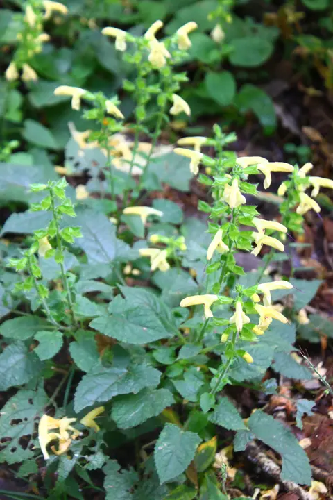 ぐんまこどもの国　自然ふれあいゾーン　キバナアキギリ