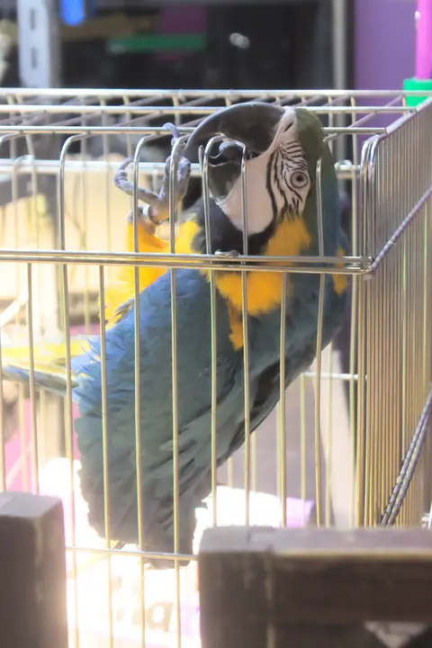 アニマルショップ+カフェ＆バー　パライゾ　ルリコンゴウインコ