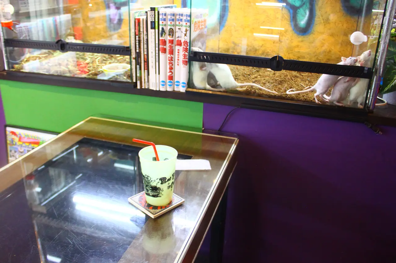 アニマルショップ+カフェ&バー パライゾ テーブル席から動物を眺める