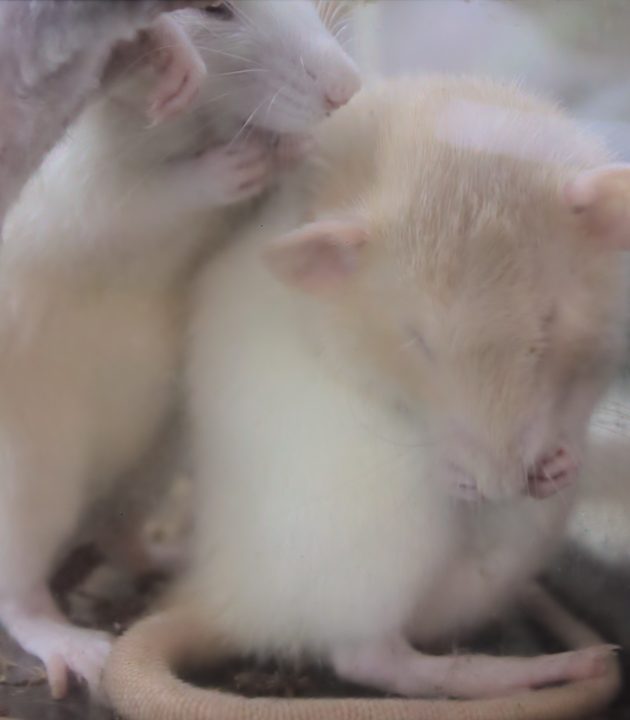 アニマルショップ+カフェ&バー パライゾ ファンシーラット