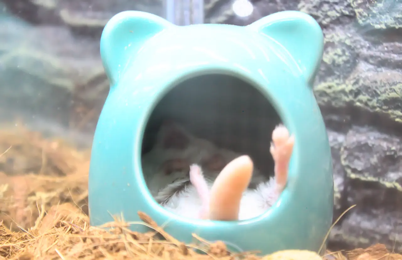 アニマルショップ+カフェ＆バー　パライゾ　マカロニマウス