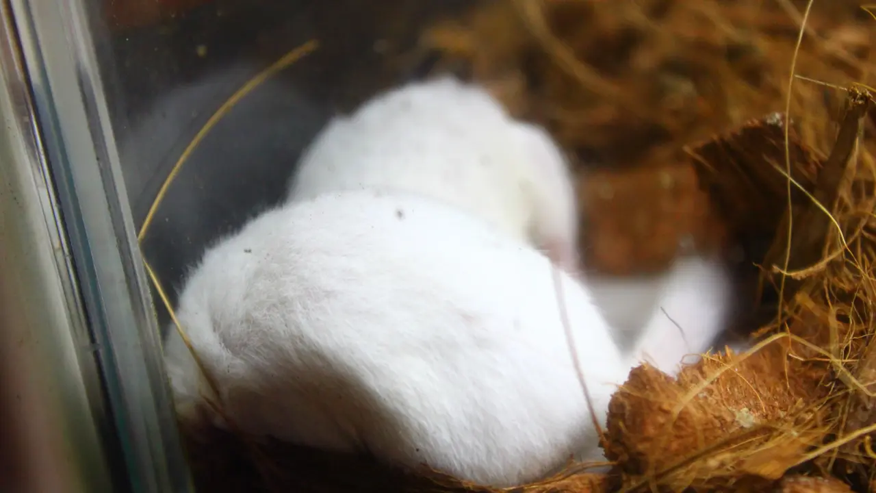 アニマルショップ+カフェ&バー パライゾ アフリカヤマネ