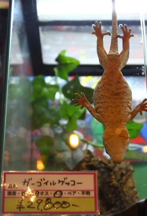 アニマルショップ+カフェ＆バー　パライゾ　ガーゴイルゲッコー