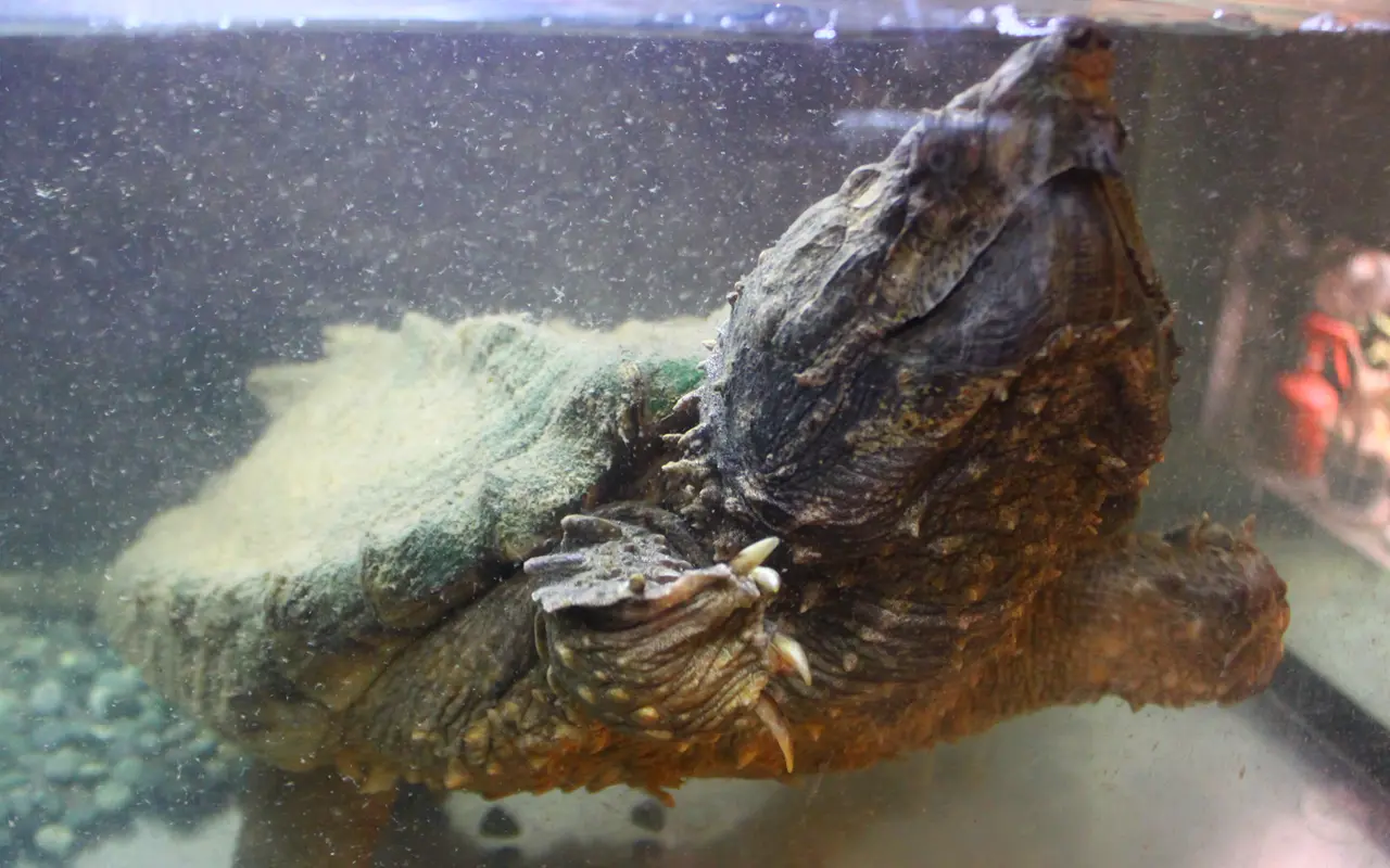 アニマルショップ+カフェ＆バー　パライゾ　ワニガメ