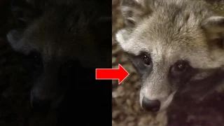 一眼レフ　RAW現像　ビフォアーアフター