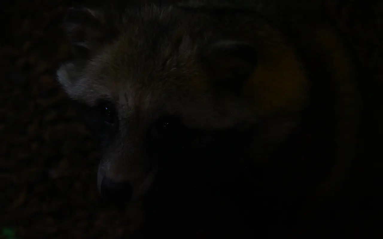 一眼レフ　RAW現像　ビフォアー