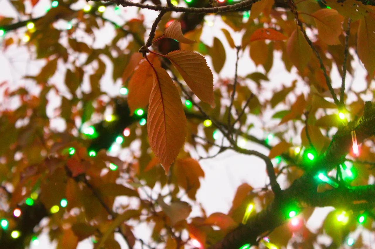 よみうりランド　ジュエルミネーション